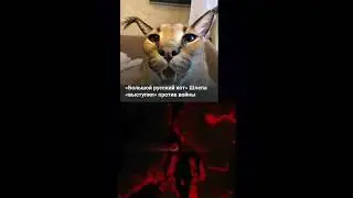 русский кот #шлёпа