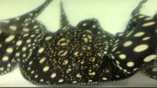 ダイヤモンドポルカ その6 - Galaxy Stingray