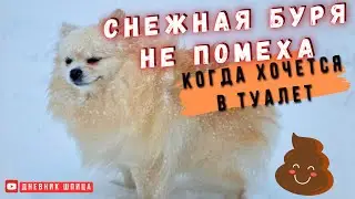 🐾Шпиц и Снежная Буря🐾 Когда приучен ходить в туалет на улицу