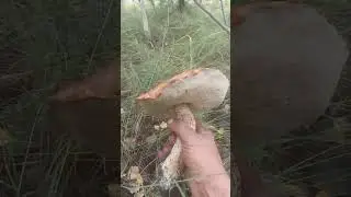 Подосиновик