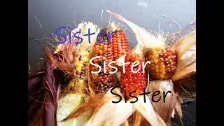 Three Sisters Mid-July Update of our Garden Using the Traditional Method of our Indigenous Peoples