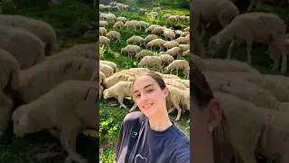 Как вам такой гламур? #видео #барашки #животные #дагестан