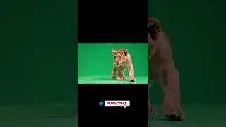 Lion cub walking forward playfullyGreen Screen Effect #animals #lioncub #greenscreen #chromakey #vfx