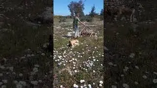 Puppies first walk.