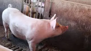WORK ON A PIG FARM/TATTOO PIGS