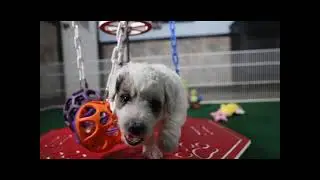 Meet Matilda the Bernadoodle Mini Puppy!