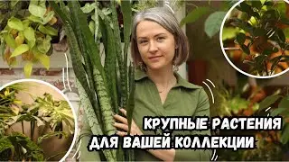 Крупные и простые растения для вашего интерьера | Обзор коллекции