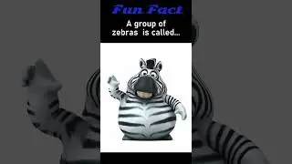 Fun Facts : Zebra🤣