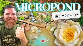 How I Built a Mini Ecosystem Pond In Just 2 Days