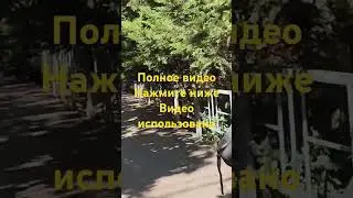 Скала Киселёва#shorts