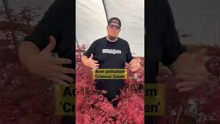 Order a classic weeping red laceleaf Japanese Maple today! 
