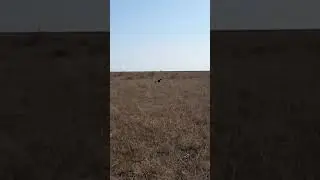 Натаска Эпаньоля Барни