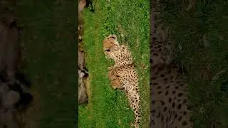 Это самое быстрое наземное животное на планете!