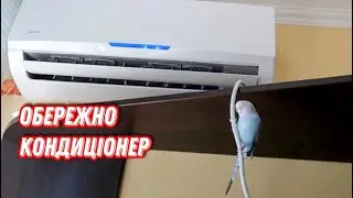 Хвилястий папужка і кондиціонер! Не робіть так!