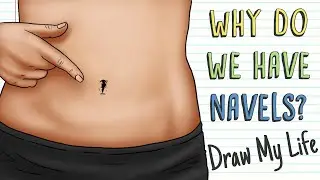 WHY DO WE HAVE NAVELS? | Draw My Life