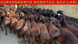 SURXONDARYO TOZZA XISSORI QOZI QOCHKORLAR  97-956-20-25  99-998-84-00