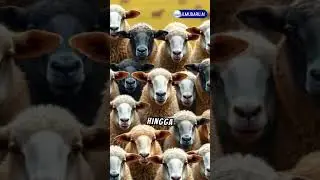 Fakta menarik domba