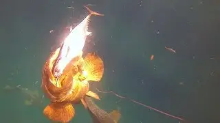 Bass Fisherman Experiences the Ultimate! - ft. LakeForkGuy