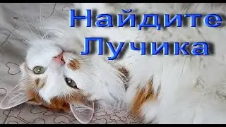 Видео игра - Найдите Лучика! Узнайте котика по фото!