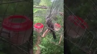 Chào mào mồi gọi bổi