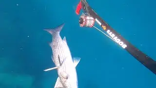 Spearfishing Zıpkınla Kıyı Balık Avları