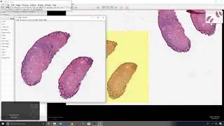 12 - QuPath and ImageJ