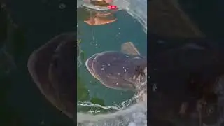 Amazing Fishing Technique| Hook Fishing| Fishing by Hook| 