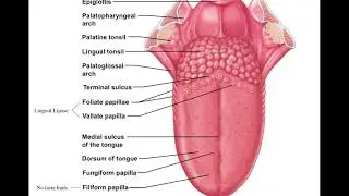 Chapter 23 Digestive System Part2