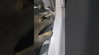 General Front Strut REMOVAL or install