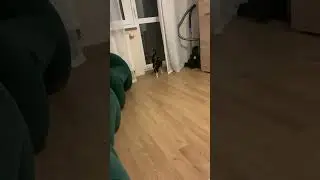 Молли