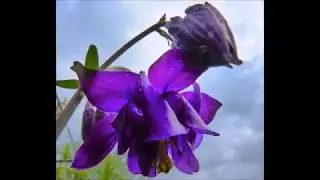 АКВИЛЕГИЯ. (  легенды)