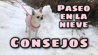 Pasear a un perro en la nieve. CONSEJOS