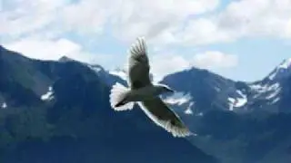 《飞出这苦难的牢笼》黄葆慧 《草原之歌》插曲