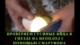 Checking Goose Eggs for Fertility in the Nest Using a Smartphone. Candling Goose Eggs at Home.