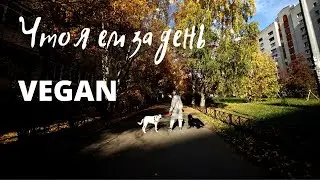 Что я ем за день осенью? + РОЗЫГРЫШ ||  Веганка и её собаки. VEGAN FAMILY