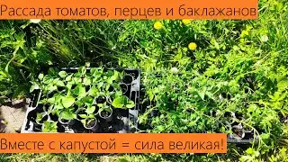 Май 2024. Посадка рассады томатов, перца, баклажанов вместе с капустой! С полной биозащитой!