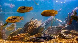 170 Gallons Geophagus Aquarium Setup - Low Maintenance Tank Tutorial