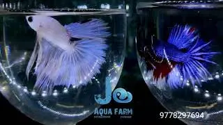 Betta fish Available @JoAquaFarmVazhoor