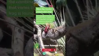 POISONOUS DART FROG | deadly poisonous DartFrog |  #dartfrog #deadly #viral #shorts #crazyfrog