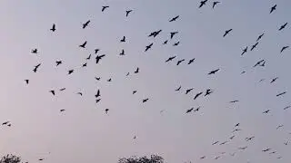 birds sky Effect🦅@DevenEditing