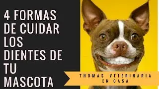 4 FORMAS DE CUIDAR LOS DIENTES DE TU MASCOTA- THOMAS VET
