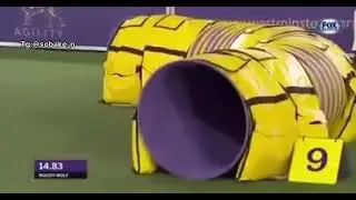 Больше хомяку энергетик не давать 😂😂