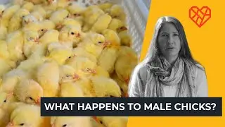 What Happens to Male Chicks?