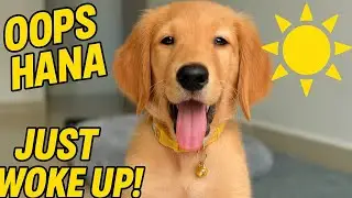 Oops Hana Just Woke Up! 🐶☀️ Cutest Golden Retriever Morning Routine
