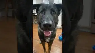 Dogs are the best!🥹 #doglover #germanshepherd #cutedog #cute  #puppy #pets #dog