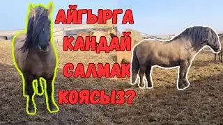 Мугалжыр айгыр емес #horse #mz #лошади