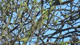 Air Rifle Hunting Corvid Control