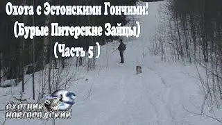 Охота с Эстонскими Гончими!(Бурые Питерские Зайцы)(Часть 5 )