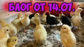 Птенцов всё больше / Бройлер / Мускусная утка / Всё продано!👍