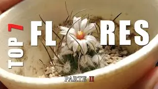 Top 7 Flores de Cactus más bonitas parte II (AL ESTILO  Desert Plants)